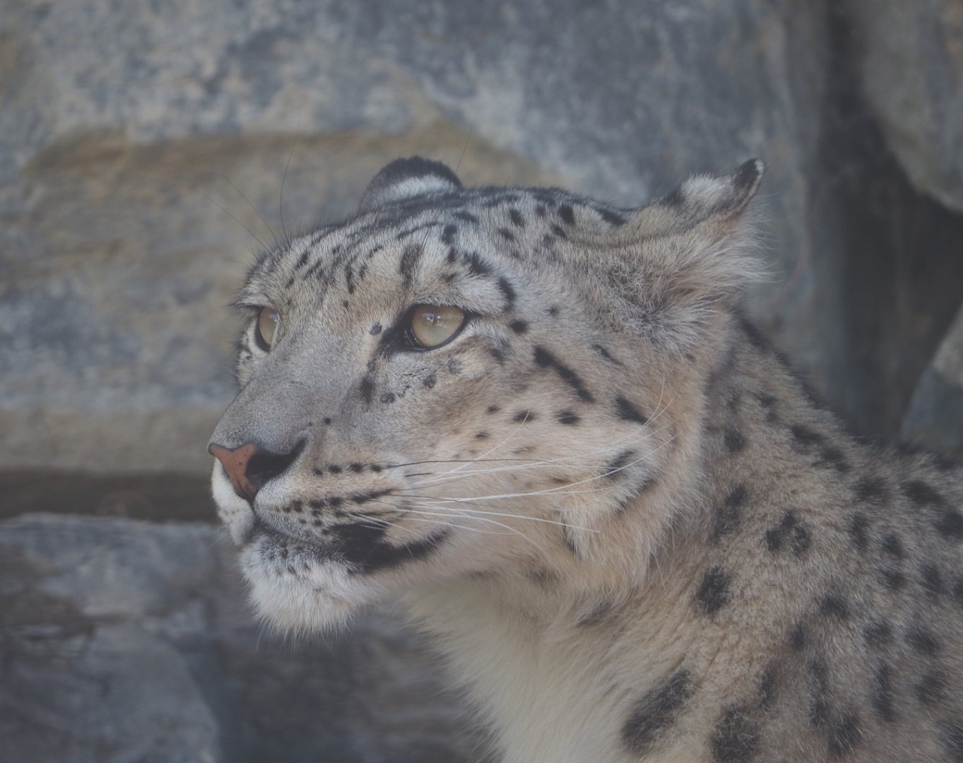Snow leopard (Panthera uncia), 2022-06-28