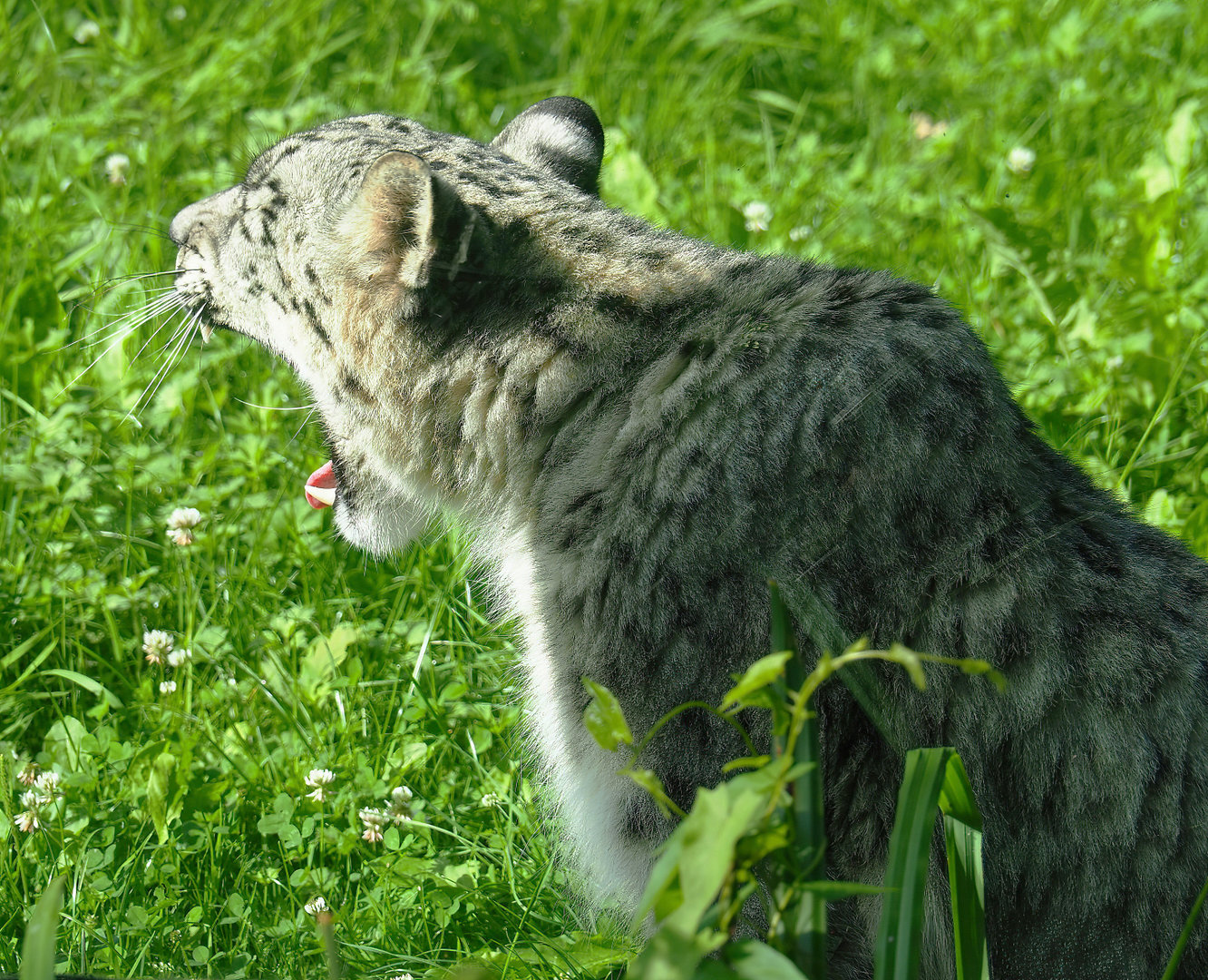 Snow leopard (Panthera uncia), 2022-07-03
