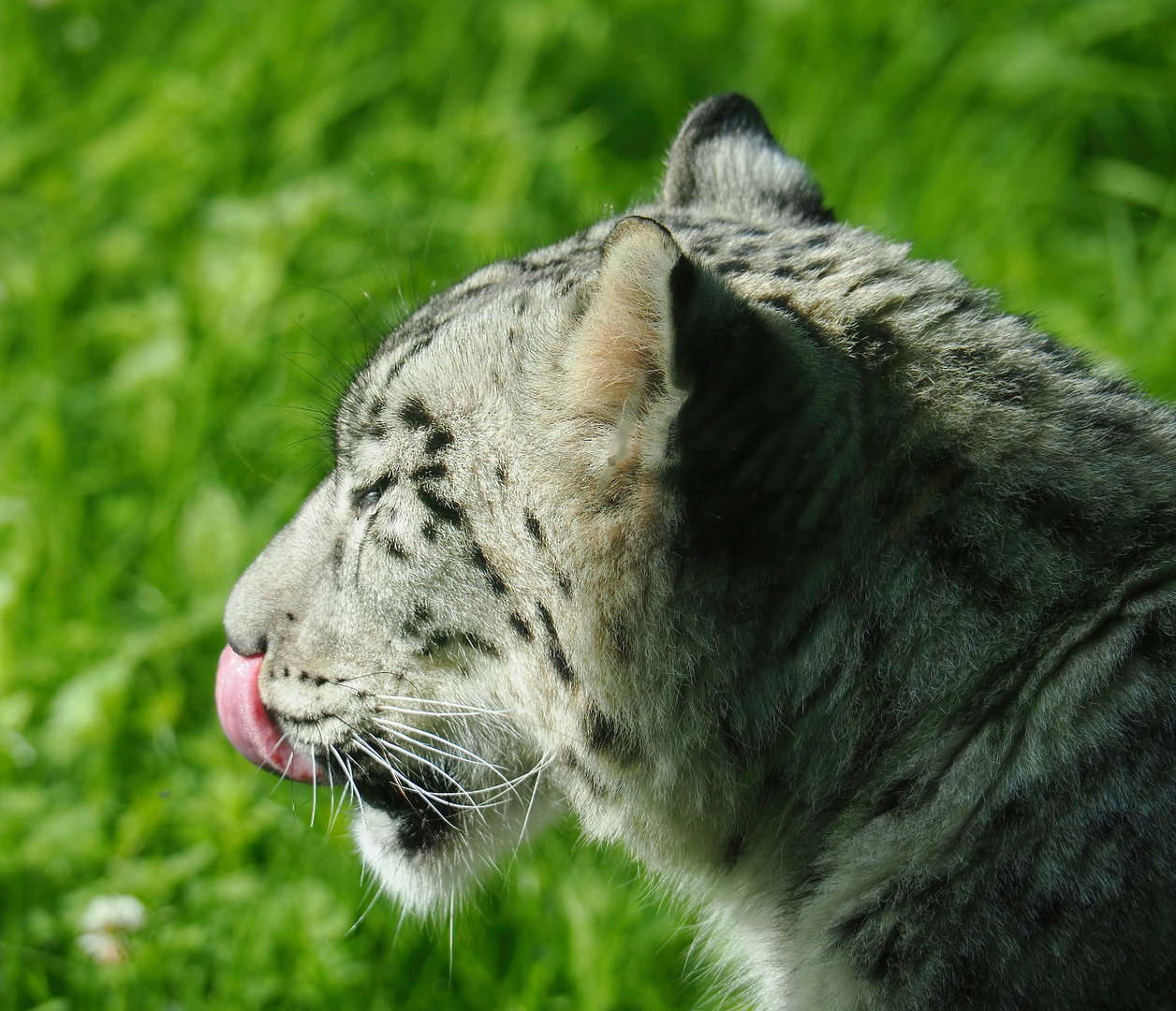 Snow leopard (Panthera uncia), 2022-07-03