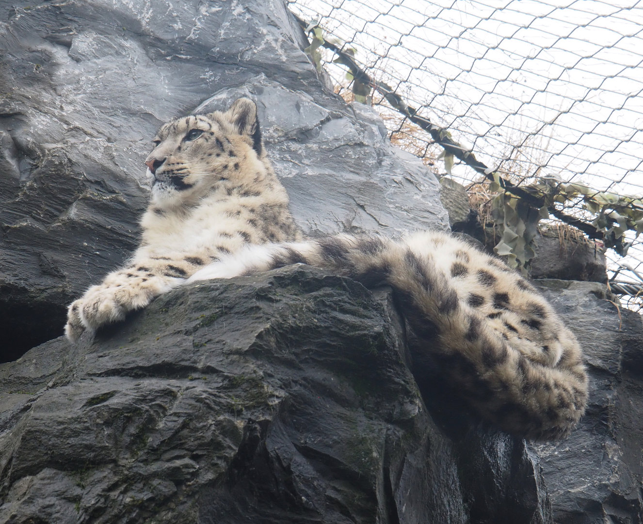 Snow leopard (Panthera uncia), 2022-09-14