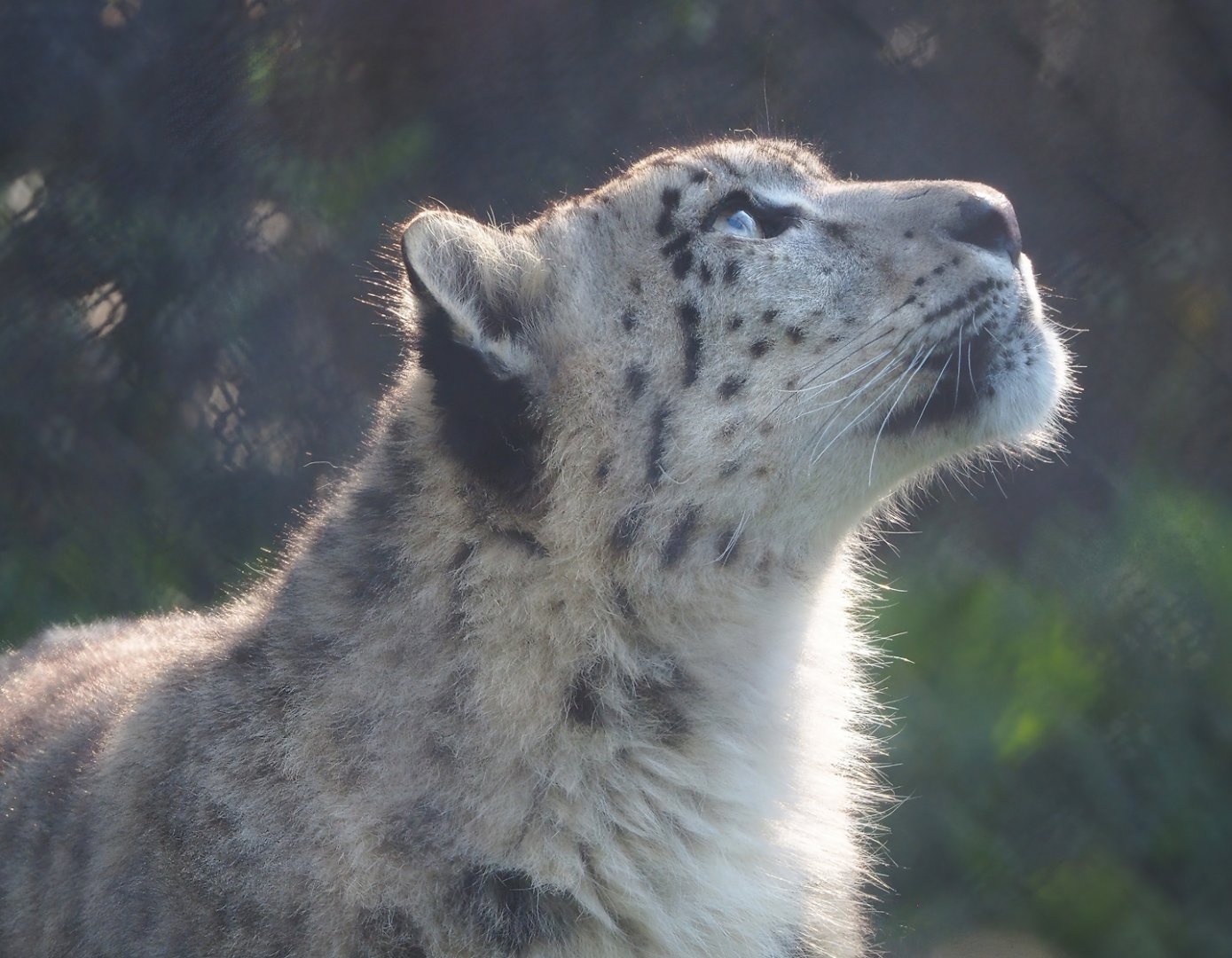 Snow leopard (Panthera uncia), 2023-04-18