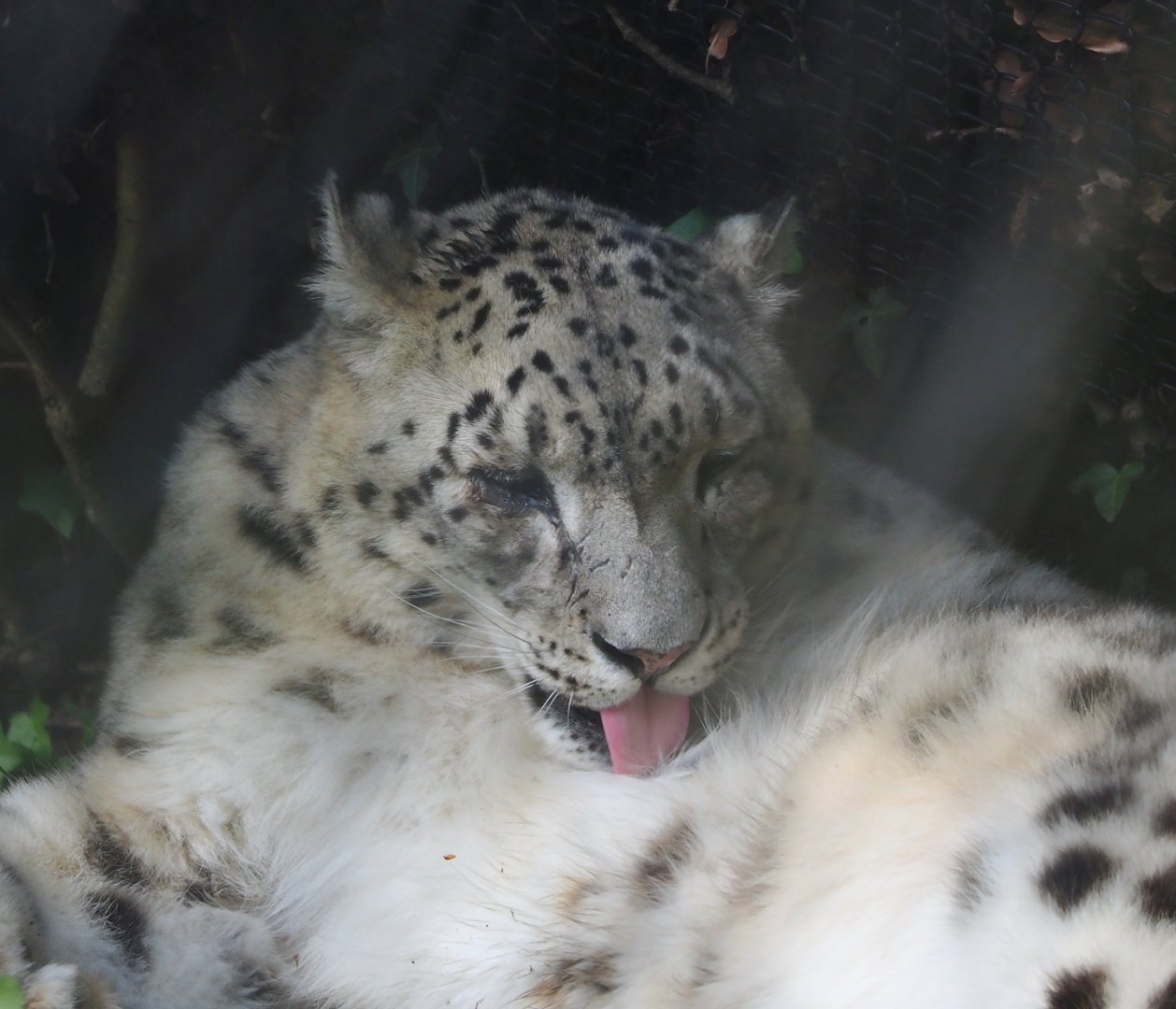 Snow leopard (Panthera uncia), 2023-05-13