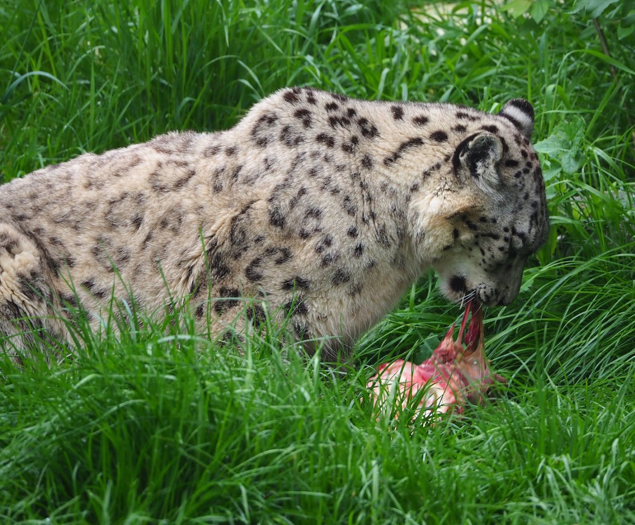Snow leopard (Panthera uncia), 2023-05-15