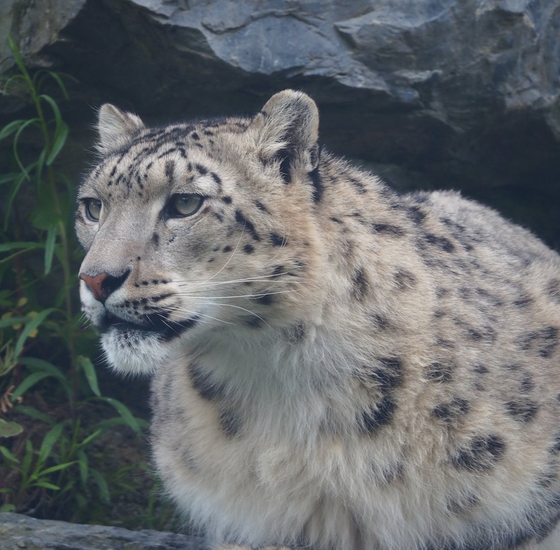Snow leopard (Panthera uncia), 2023-05-16