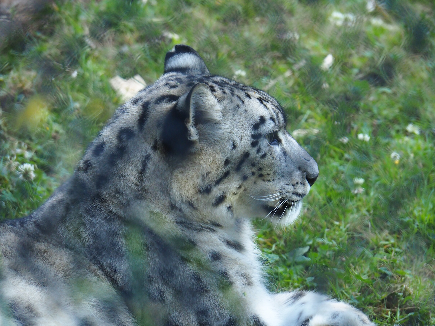 Snow leopard (Panthera uncia), 2023-07-08