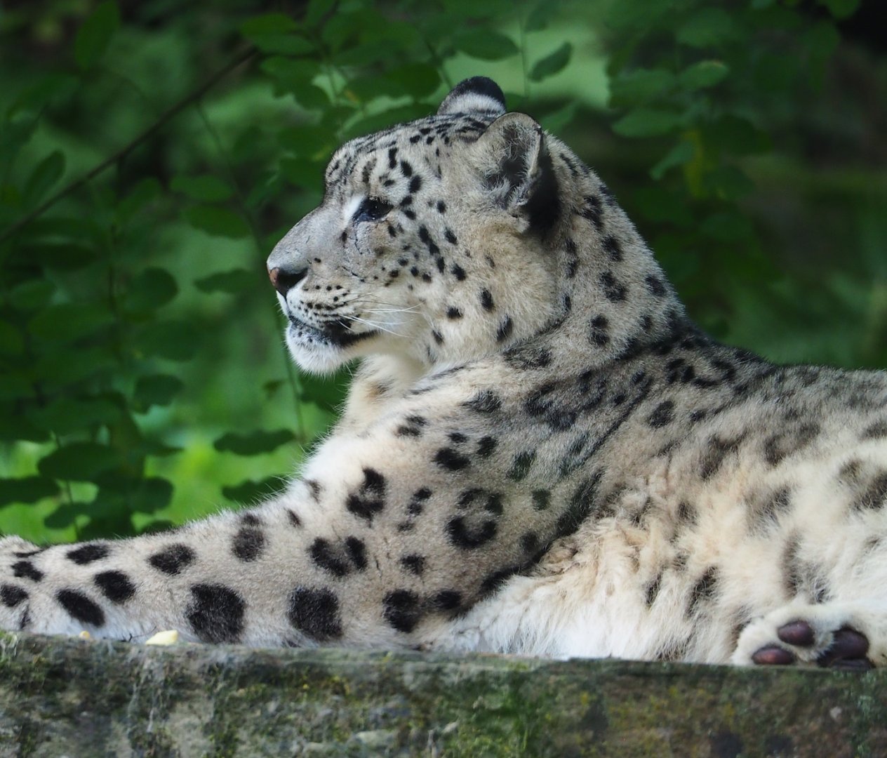 Snow leopard (Panthera uncia), 2023-07-26