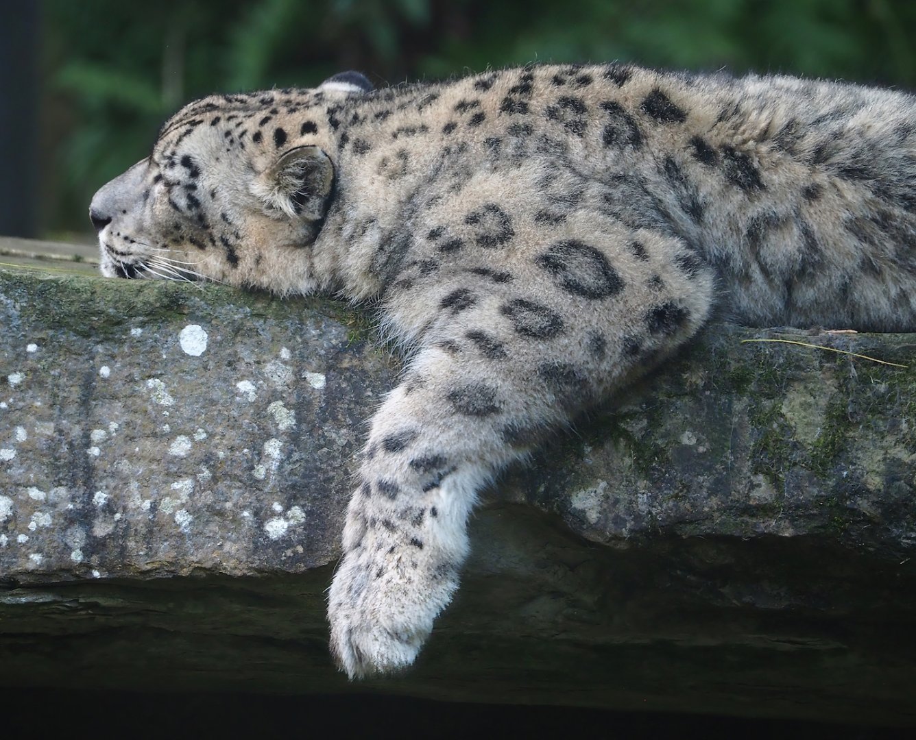 Snow leopard (Panthera uncia), 2023-10-04