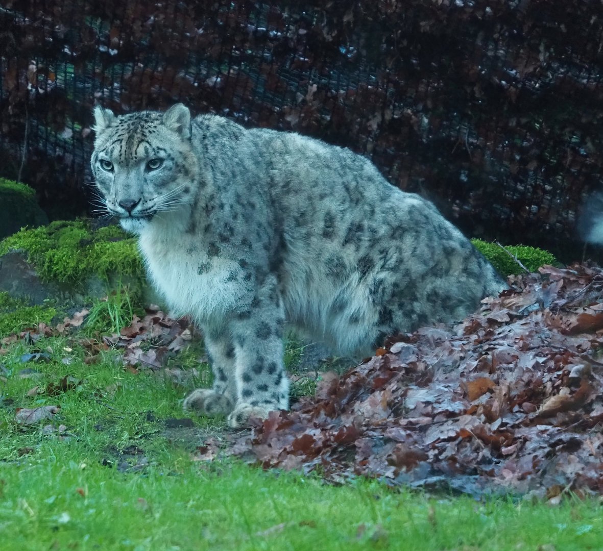 Snow leopard (Panthera uncia), 2024-01-01