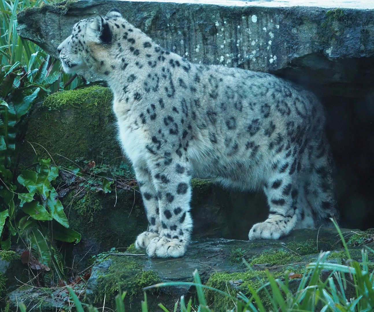 Snow leopard (Panthera uncia), 2024-01-01