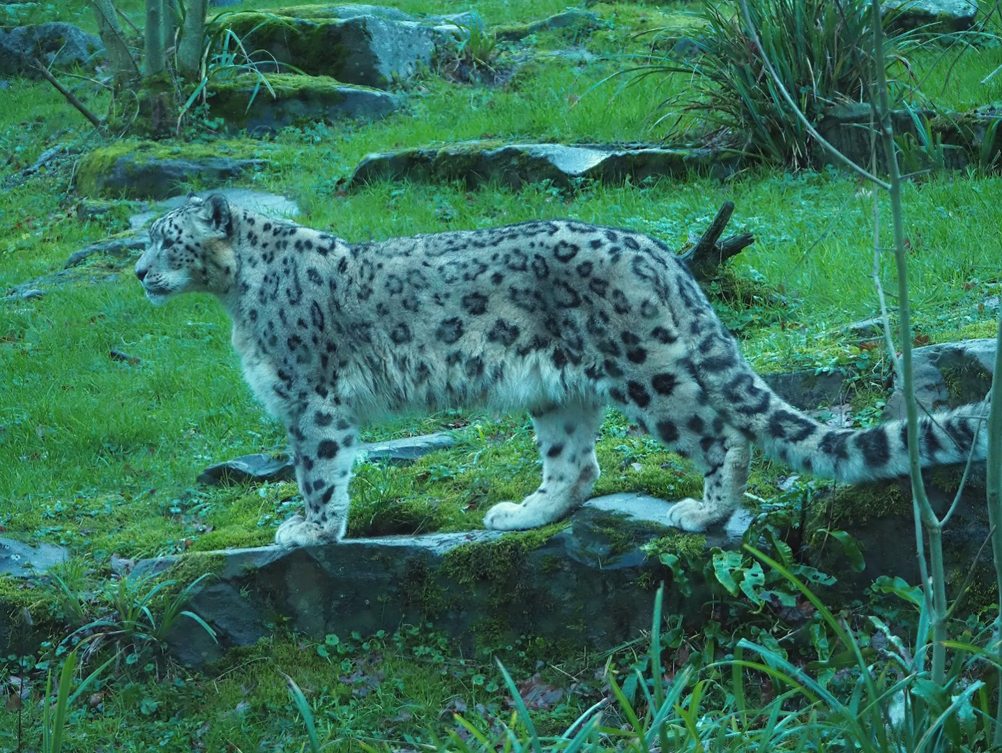 Snow leopard (Panthera uncia), 2024-01-01
