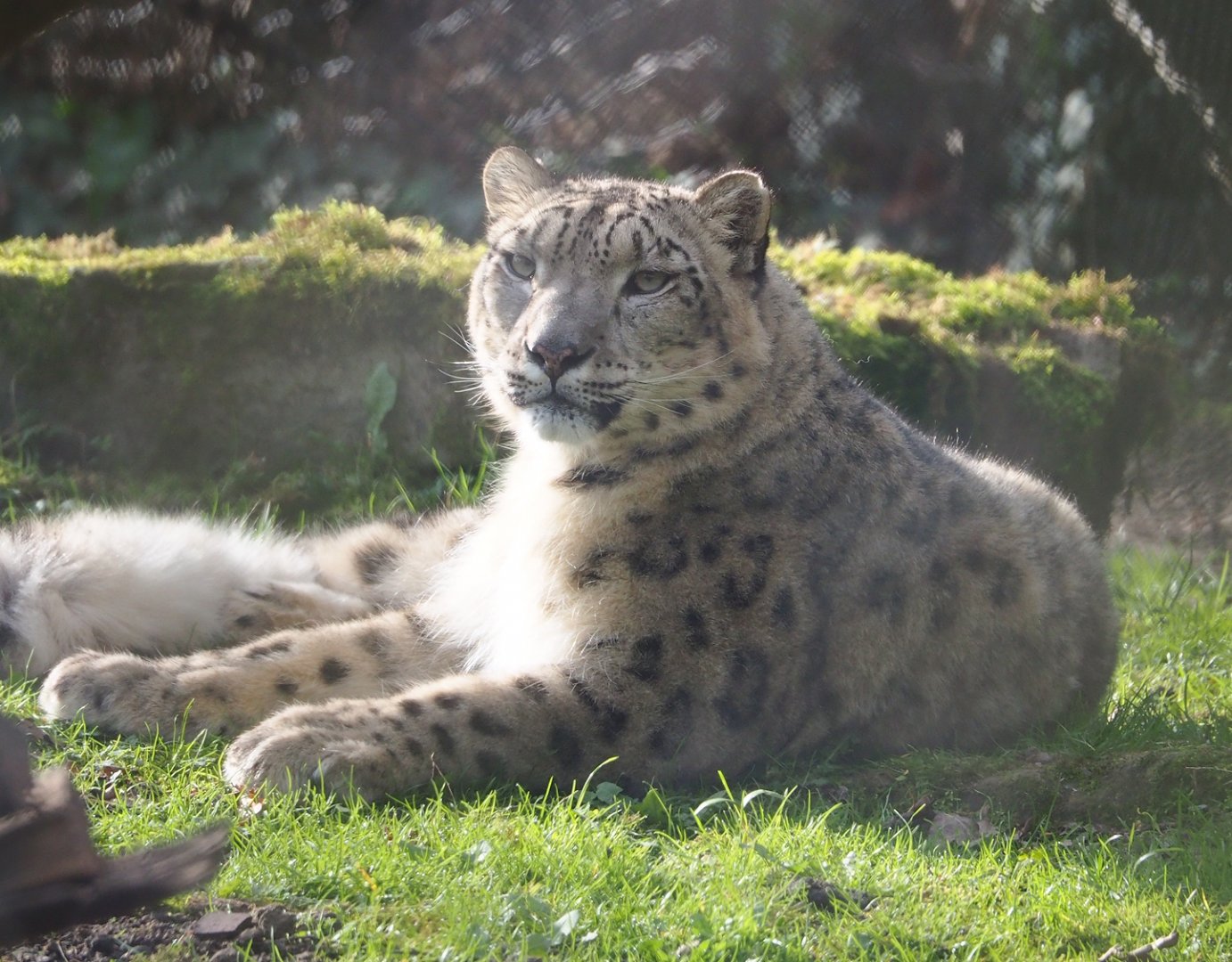 Snow leopard (Panthera uncia), 2024-03-04