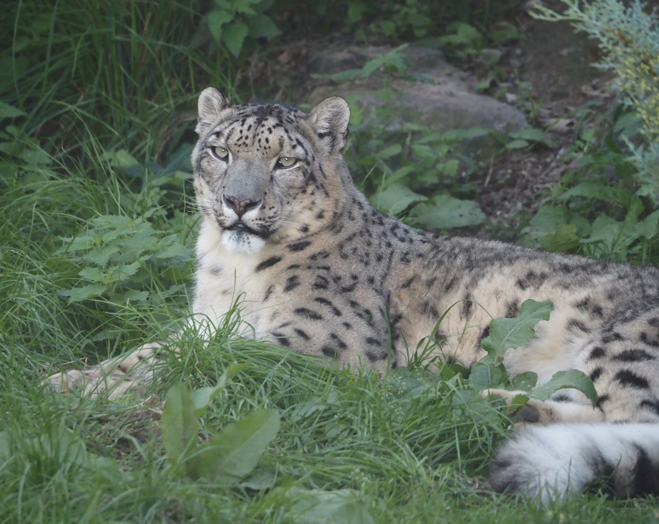 Snow leopard (Panthera uncia), 2024-09-17