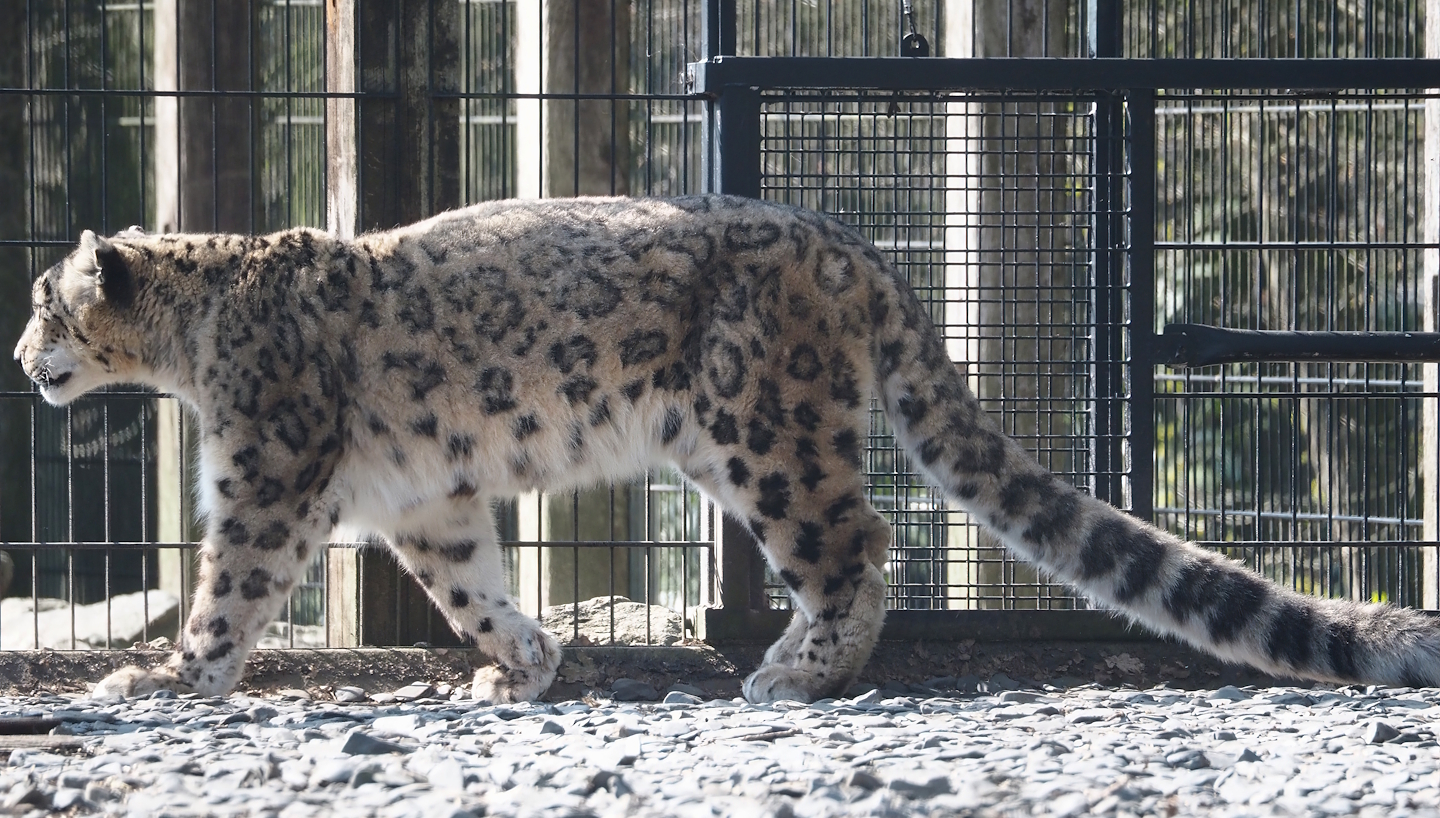 Snow leopard (Panthera uncia), 2025-04-12
