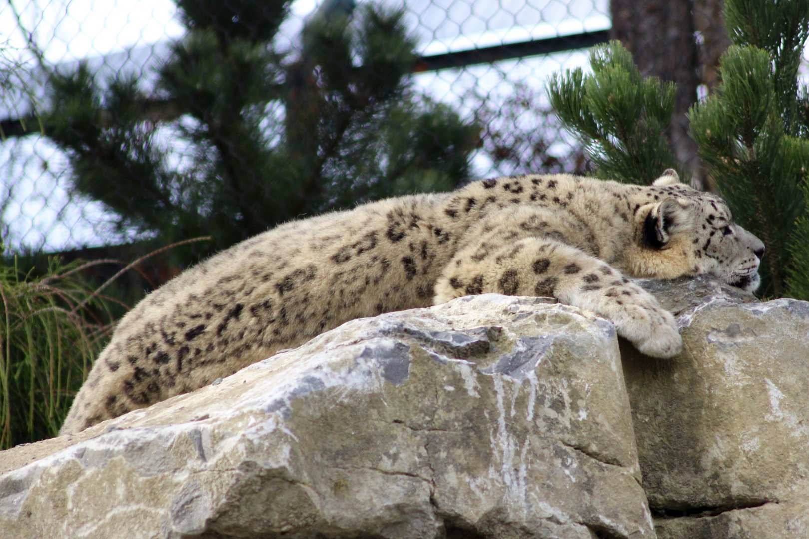 Snow leopard (Panthera uncia) at Dublin Zoo - 16/04/2022