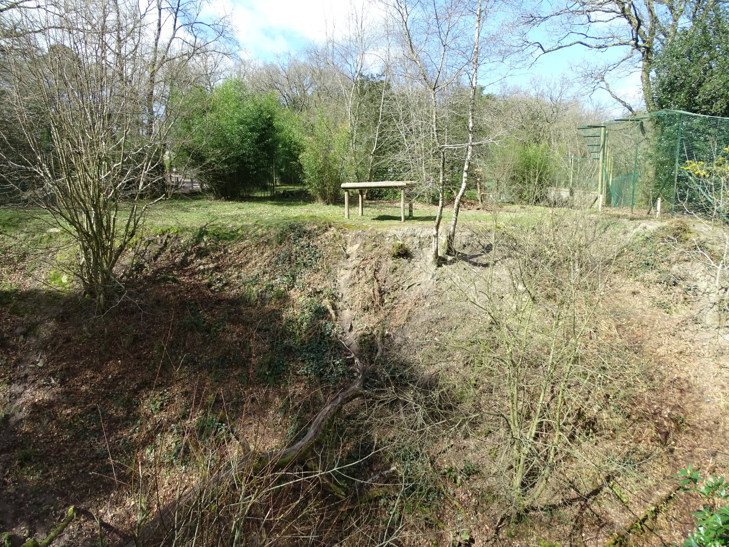 Snow leopard (Panthera uncia) exhibit