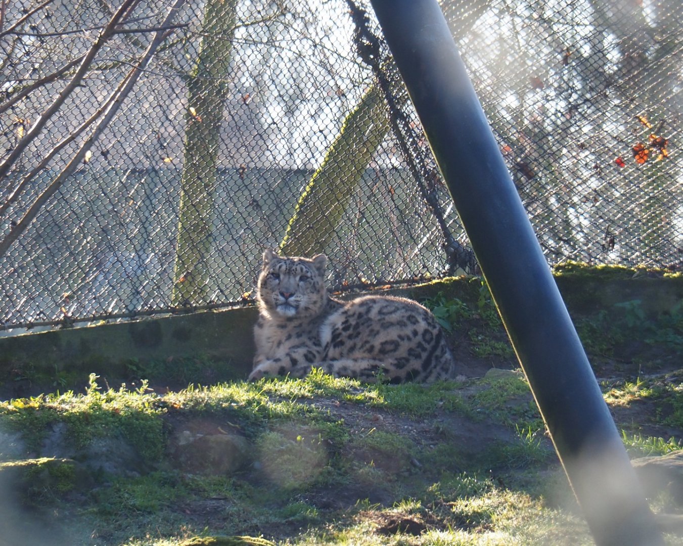 Snow leopard (Panthera uncia), Feb 16th, 2019