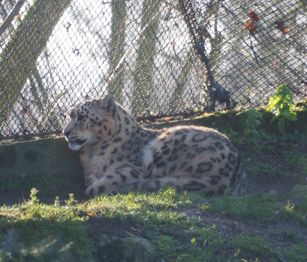 Snow leopard (Panthera uncia), Feb 16th, 2019