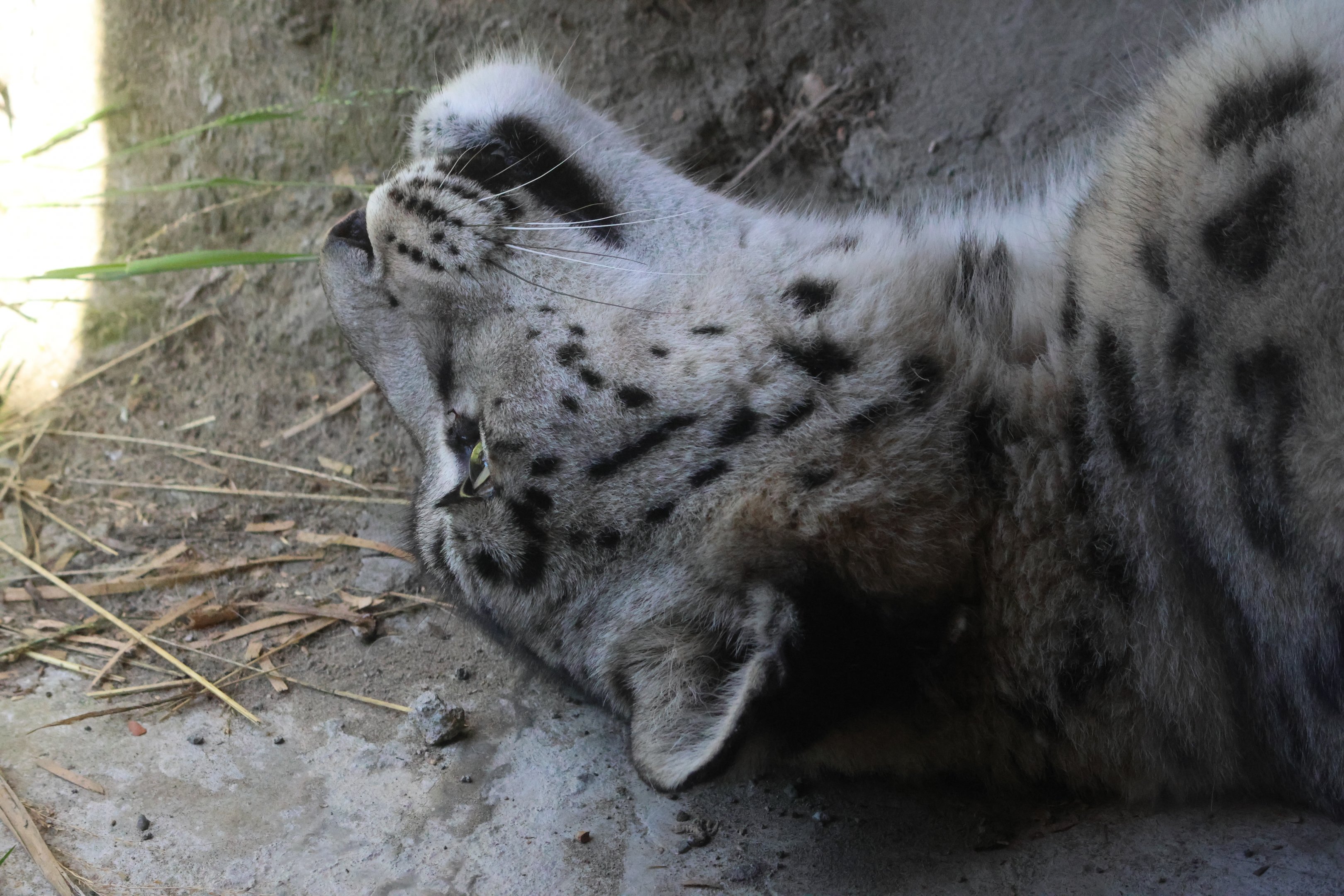 Snow Leopard (Panthera uncia) female