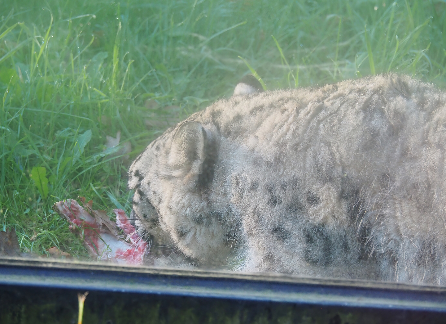 Snow leopard (Panthera uncia) having breakfast, 2022-11-12