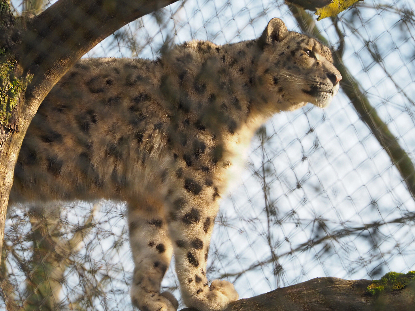 Snow leopard (Panthera uncia) in a tree, 2019-12-28