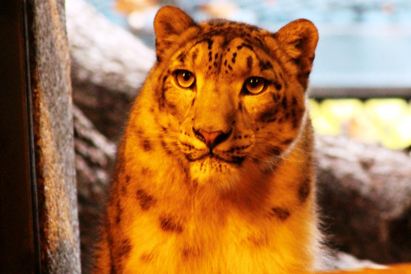 Snow leopard (Panthera uncia) in Jardin des Plantes; 24th November 2018