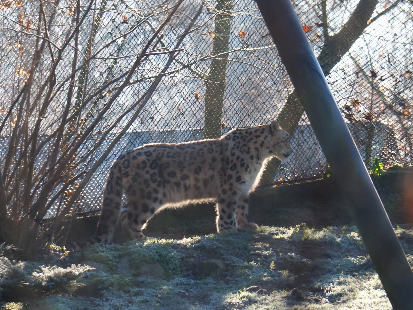 Snow leopard (Panthera uncia), Jan 20th, 2019