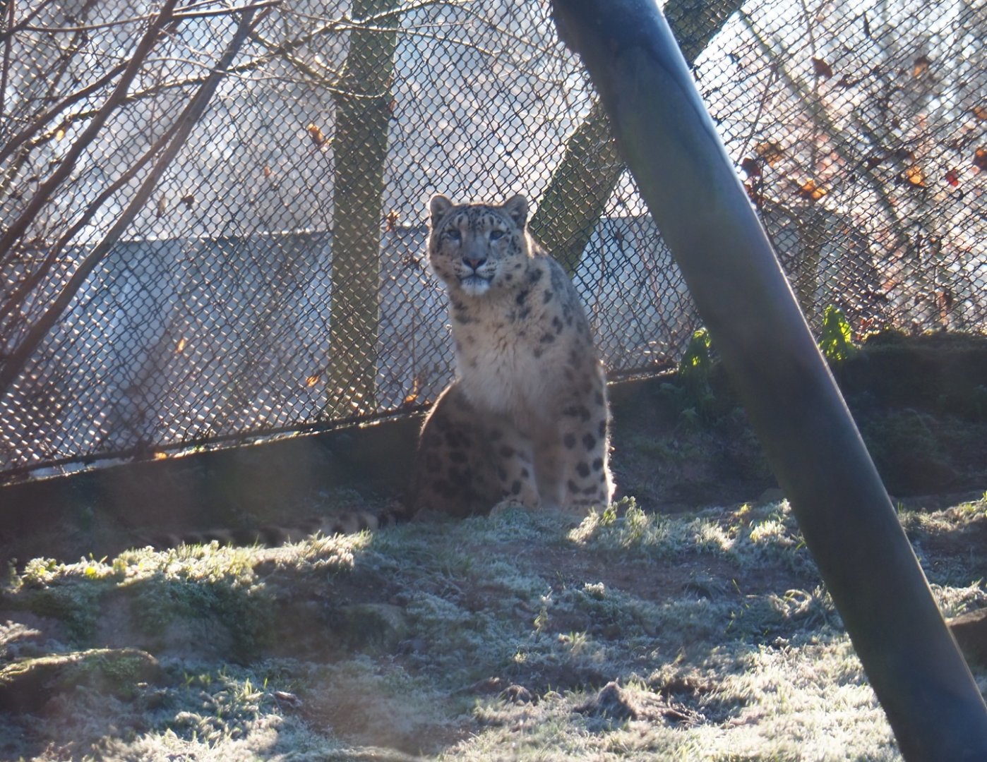 Snow leopard (Panthera uncia), Jan 20th, 2019