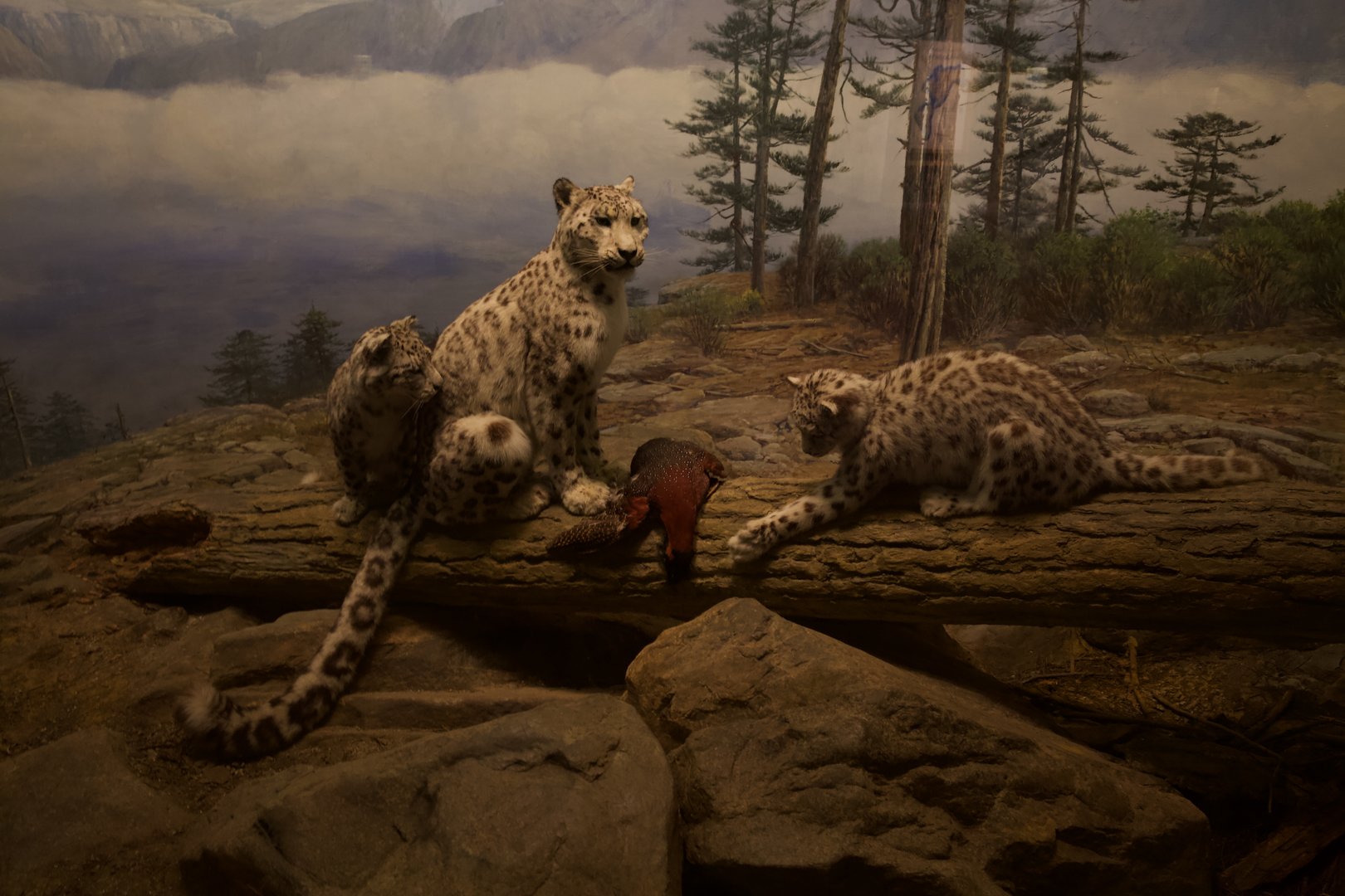 Snow Leopard/ Panthera uncia with hunted Satyr Tragopan/ Tragopan satyra