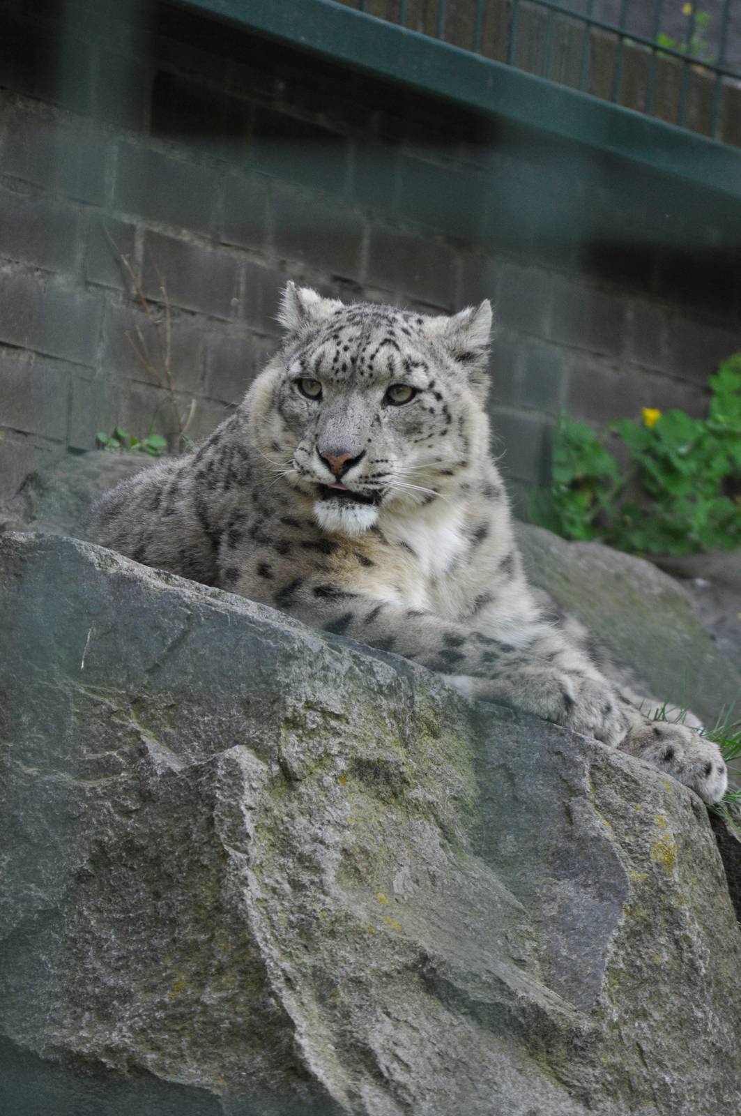 Snow leopard (Panthera uncia)