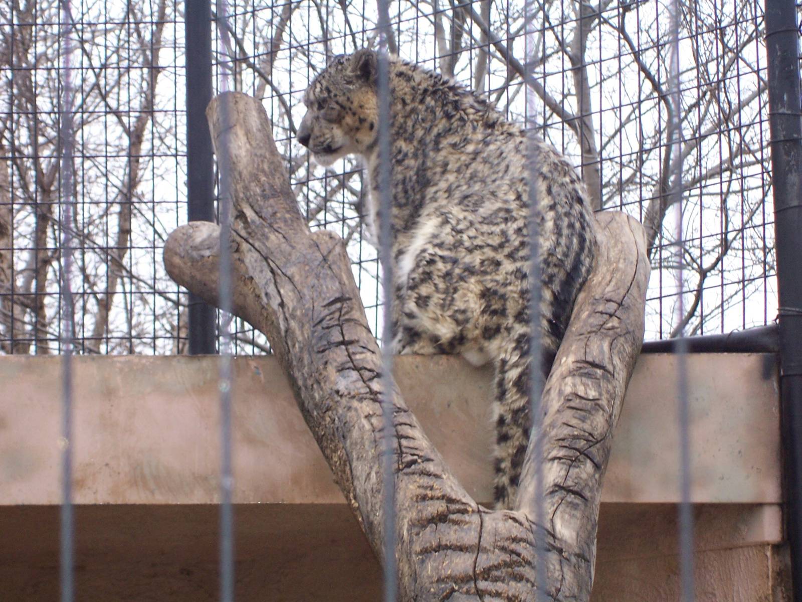Snow Leopard (Panthera uncia)