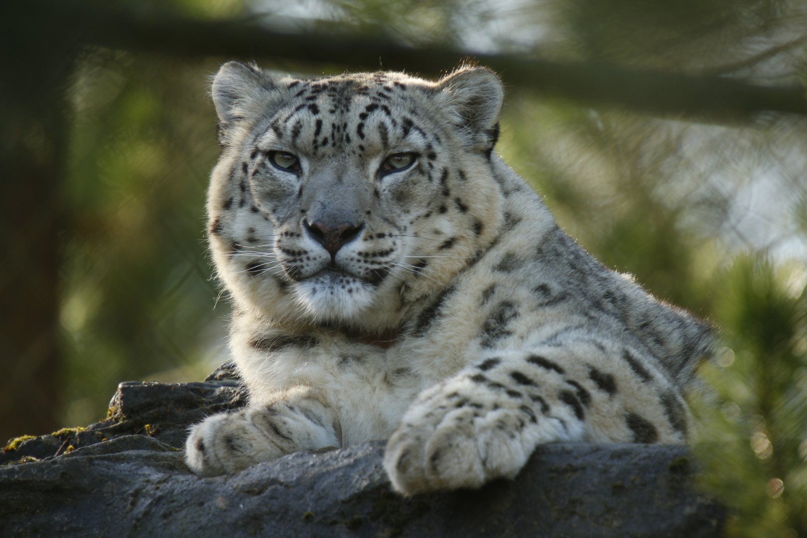 Snow leopard (Panthera uncia)