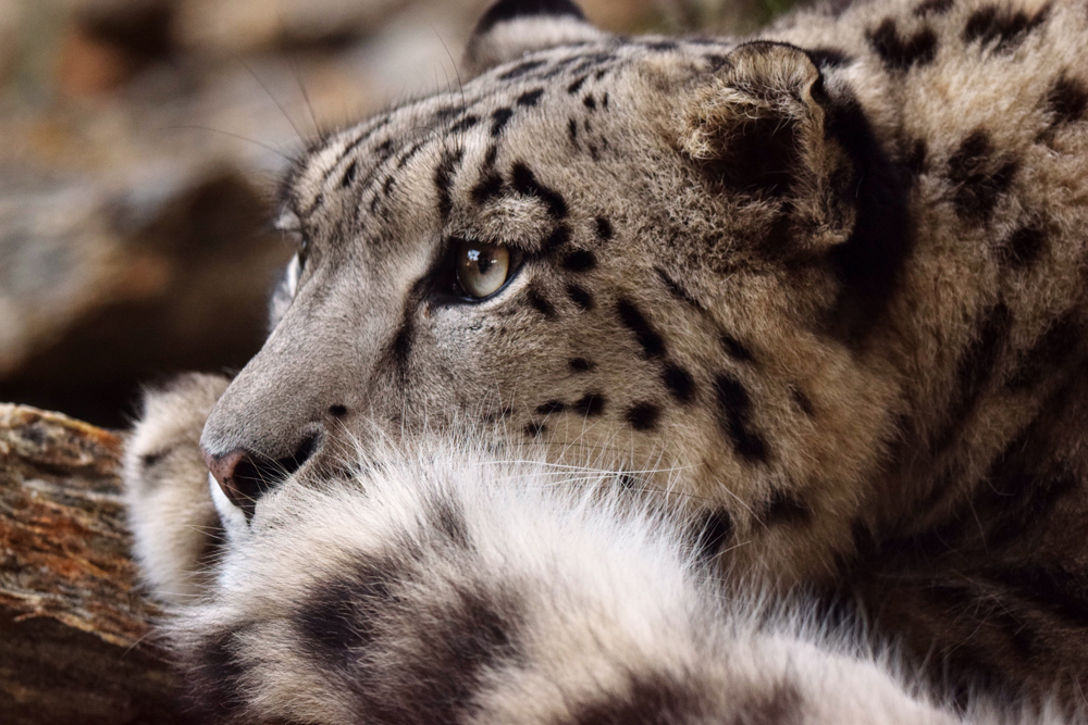 Snow leopard (Panthera uncia)