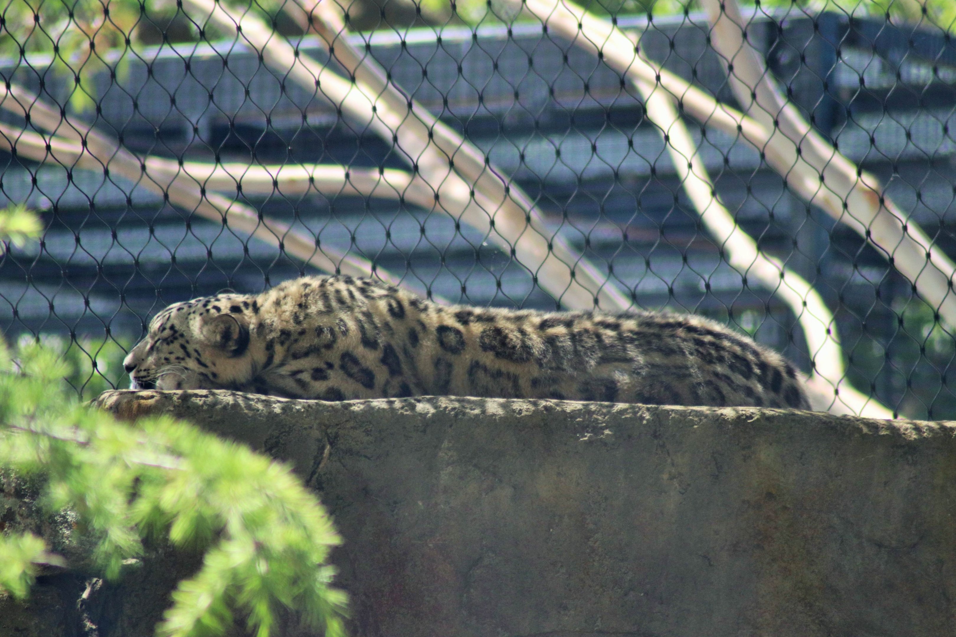 Snow Leopard  (Panthera uncia)