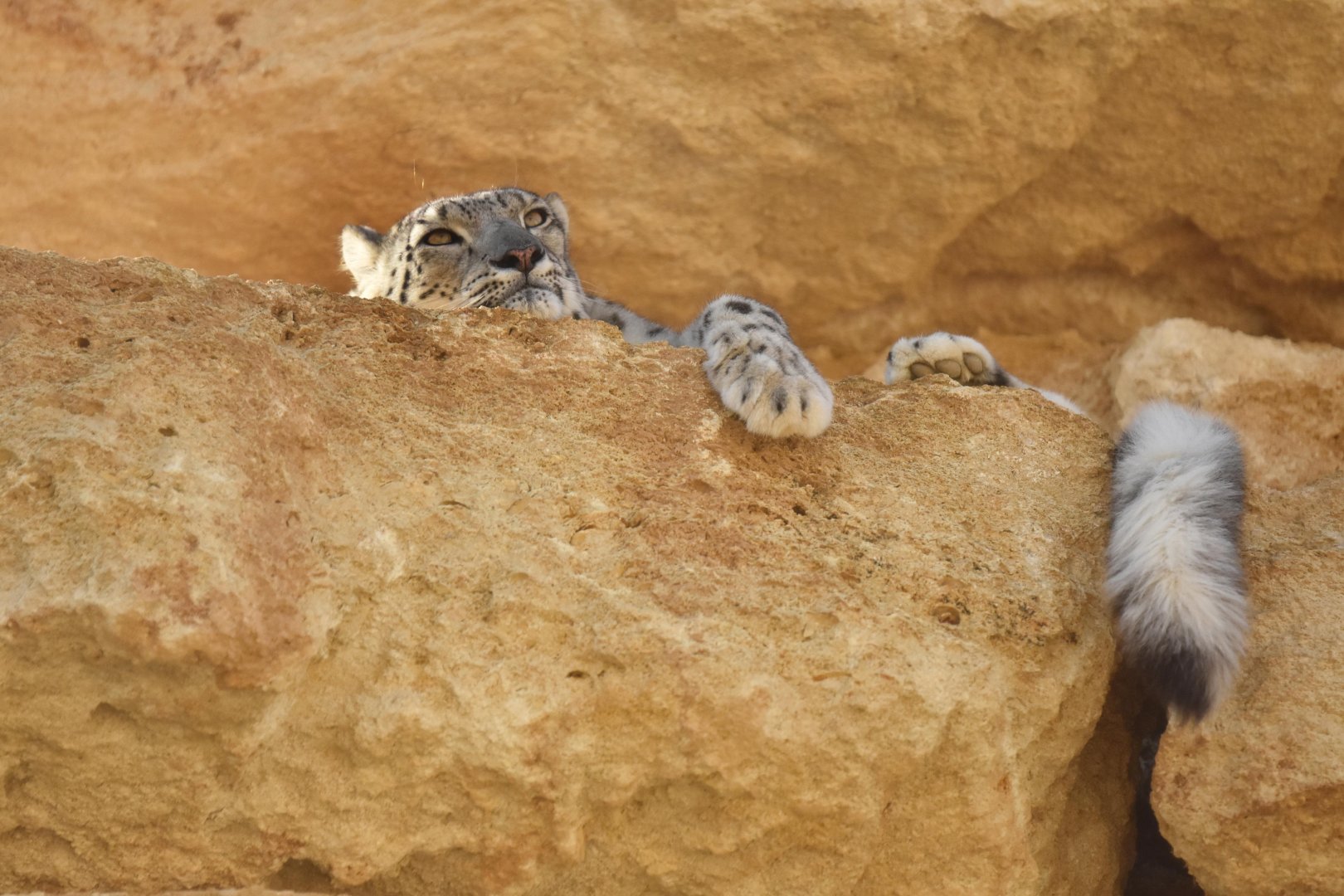 Snow leopard (Panthera uncia)