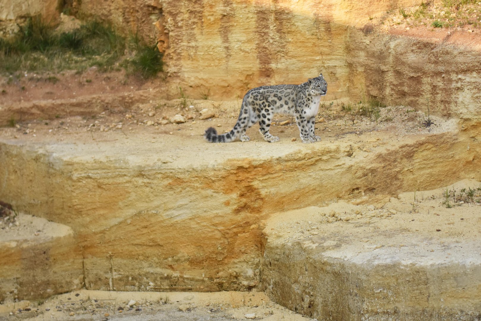 Snow leopard (Panthera uncia)