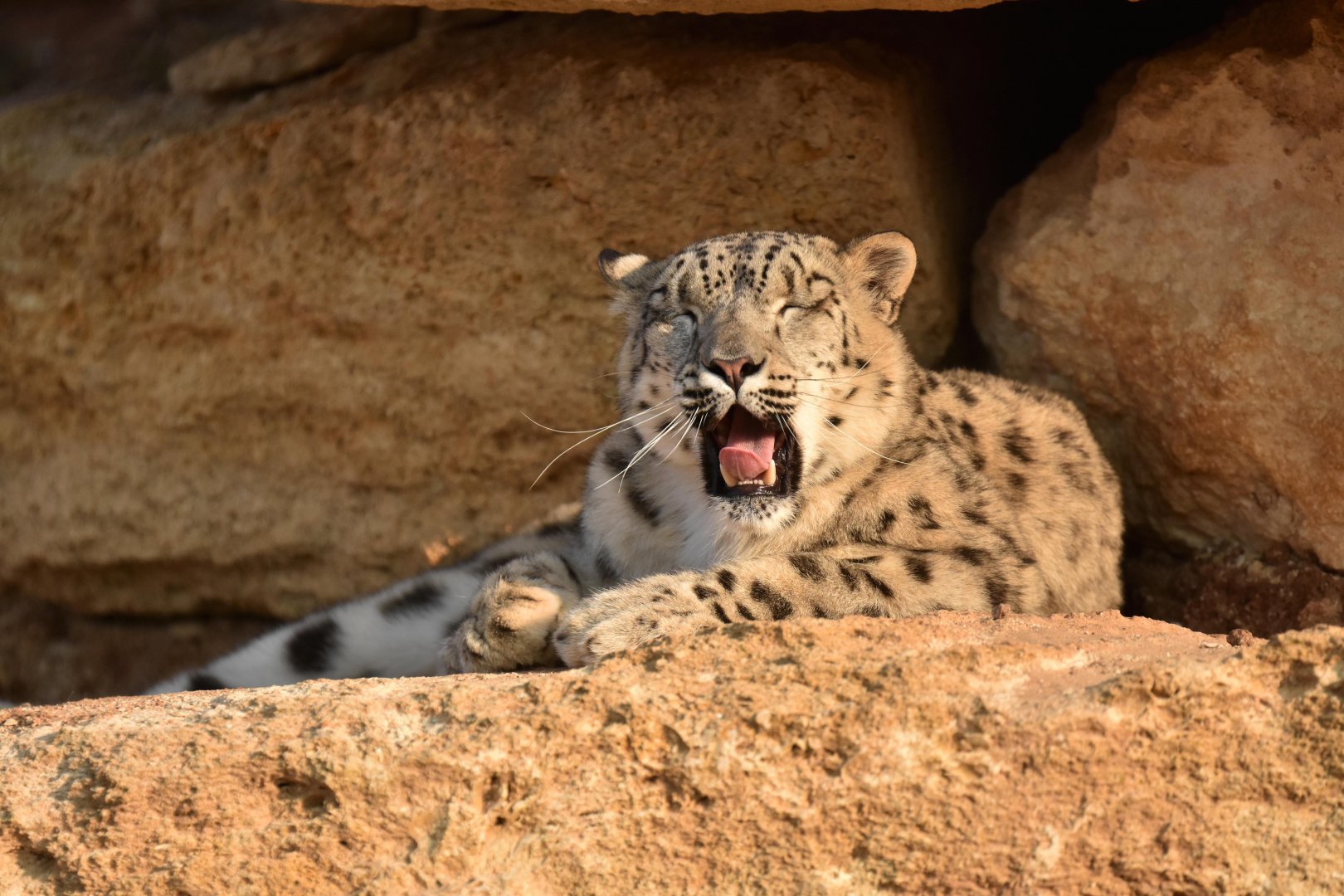 Snow leopard (Panthera uncia)