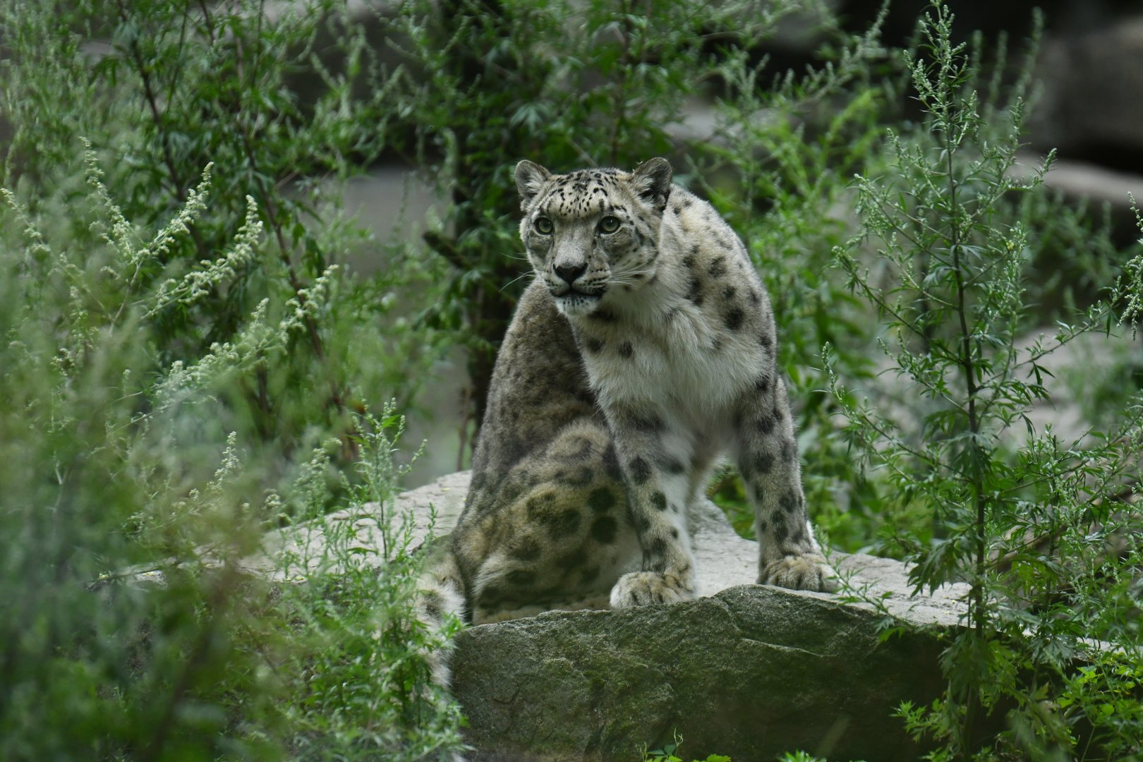 Snow leopard (Panthera uncia)