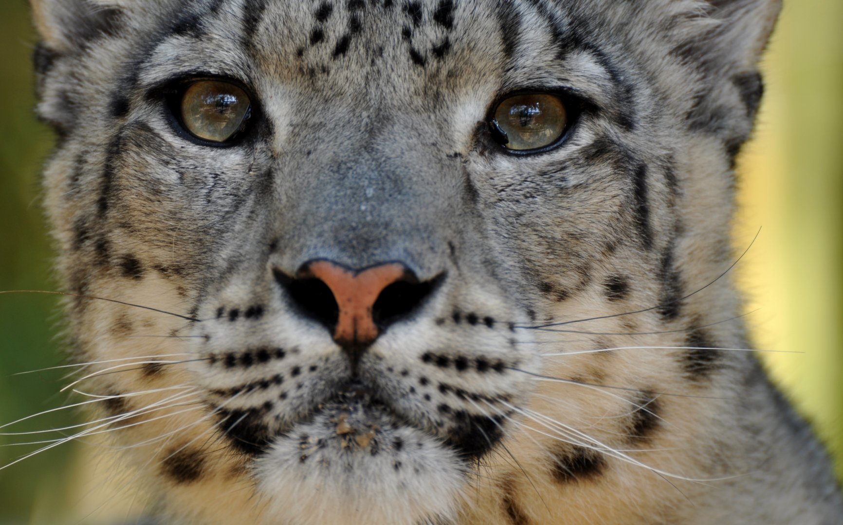 Snow leopard (Panthera uncia)