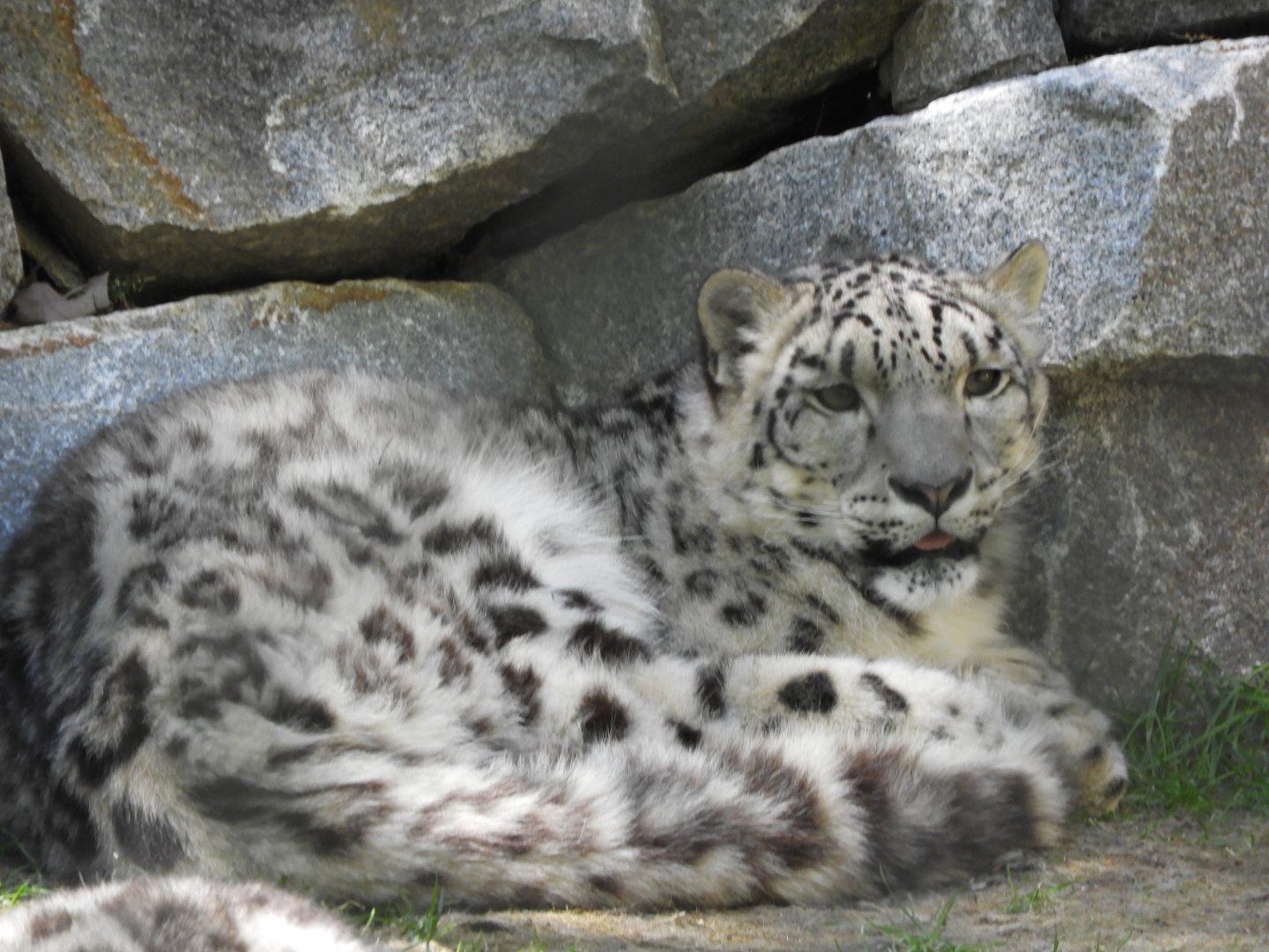 Snow Leopard (Panthera uncia)