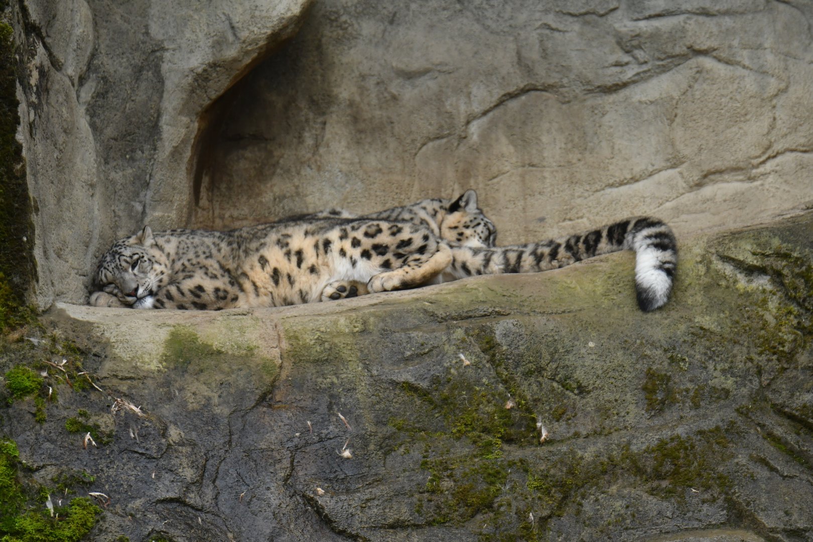 Snow leopard (Panthera uncia)