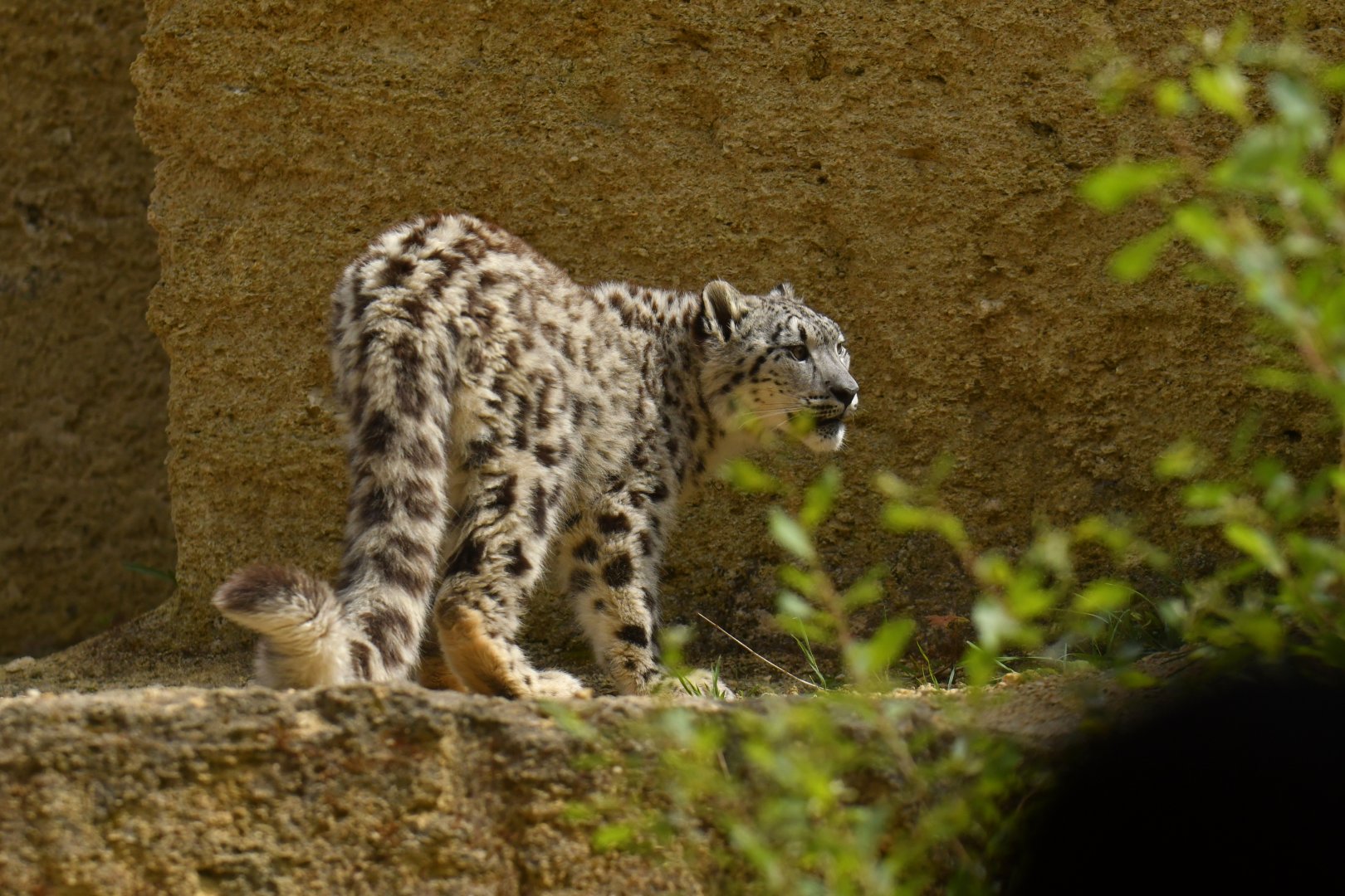 Snow leopard (Panthera uncia)