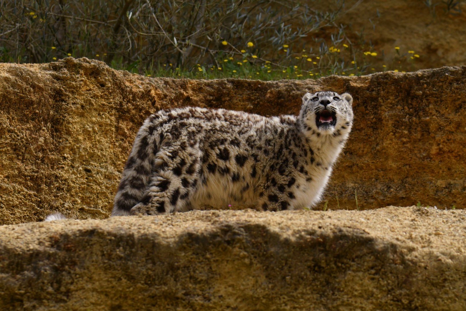 Snow leopard (Panthera uncia)