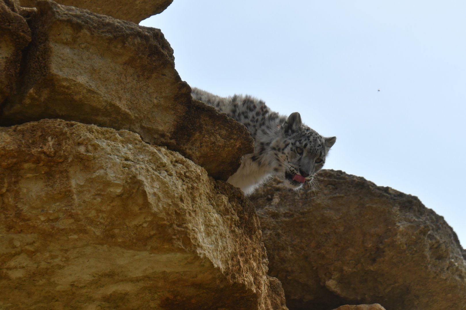 Snow leopard (Panthera uncia)