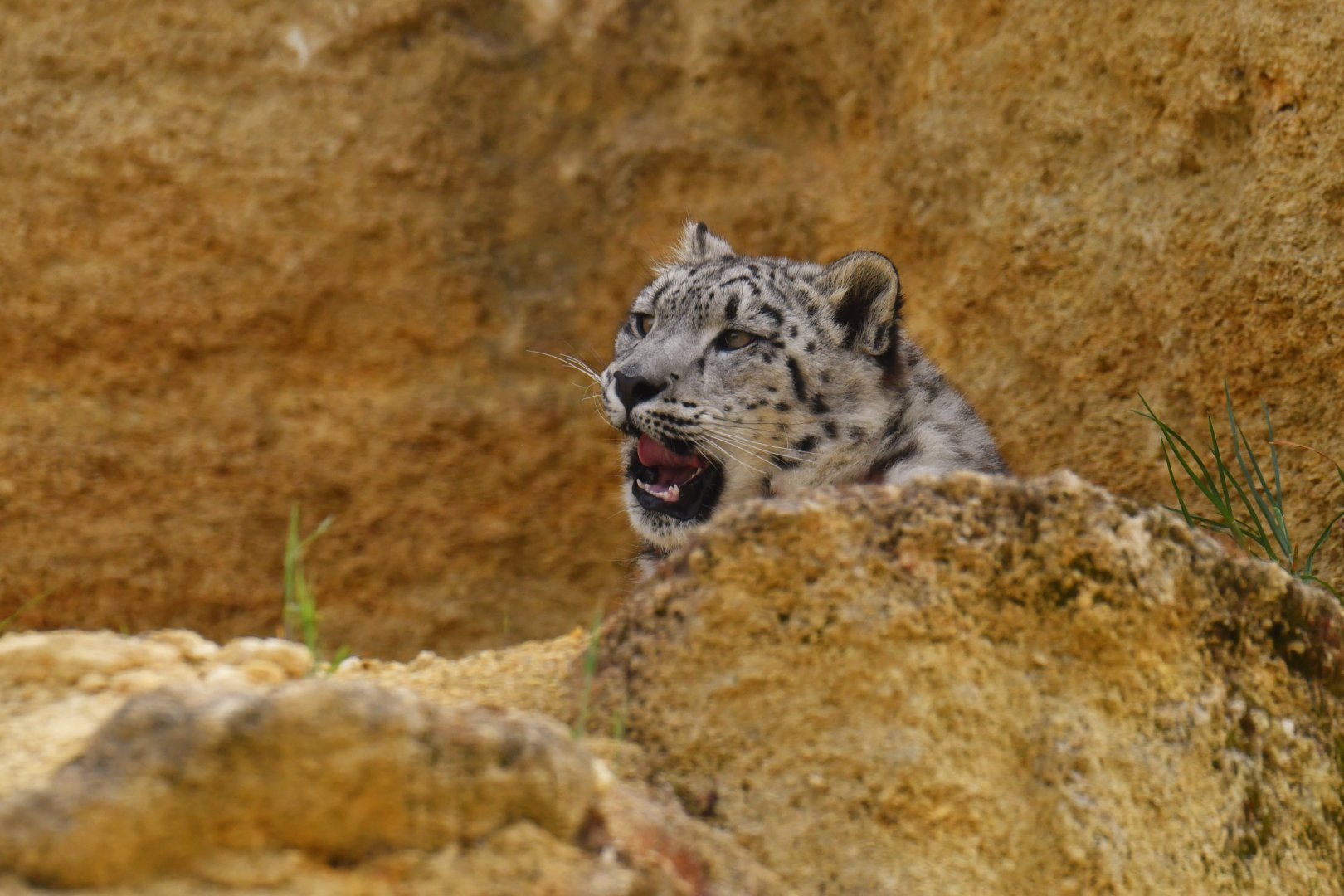 Snow leopard (Panthera uncia)