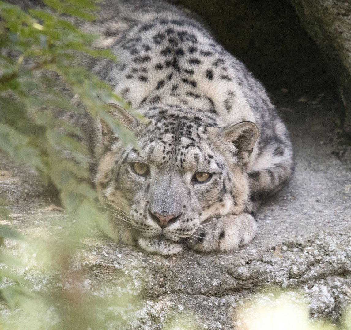 Snow leopard (Panthera uncia)
