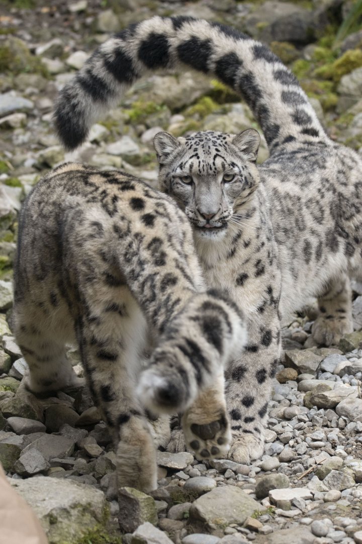 Snow leopard (Panthera uncia)