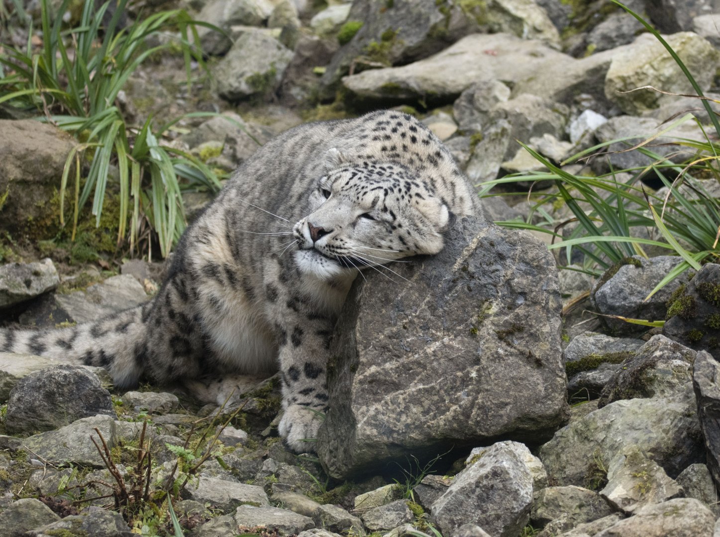 Snow leopard (Panthera uncia)