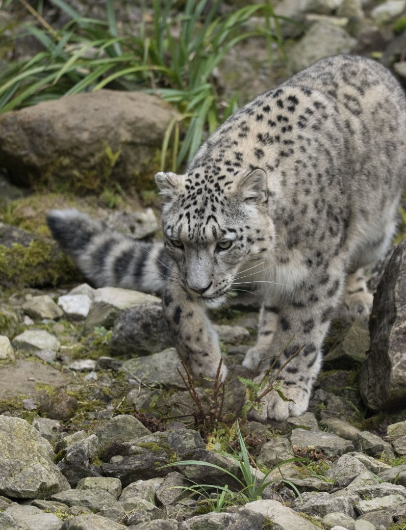 Snow leopard (Panthera uncia)