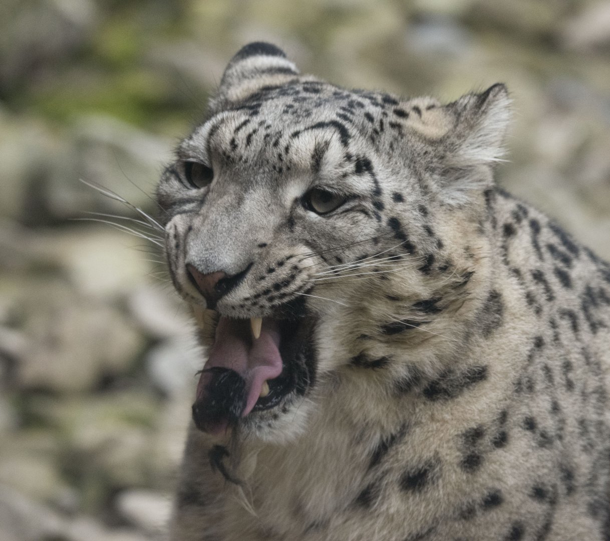 Snow leopard (Panthera uncia)