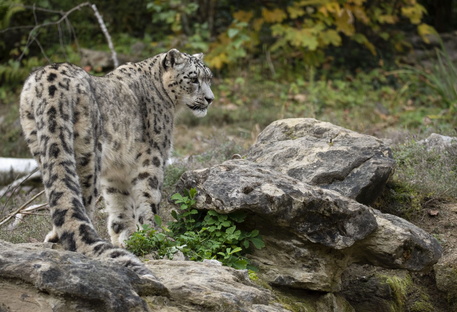 Snow leopard (Panthera uncia)